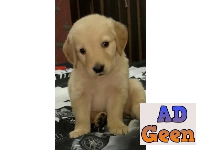 used Golden Retriever Show quality Puppy for sale for sale 